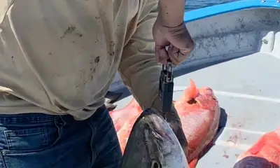 Baja California Report Video 1