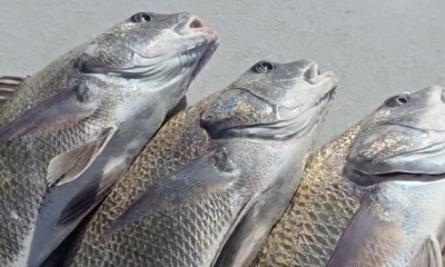 South Padre Island Report Video 1