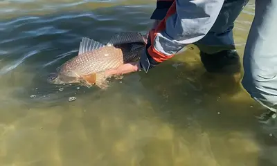 Palmetto Report Video 0