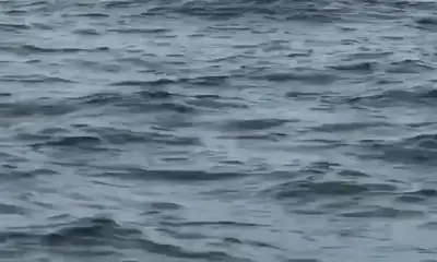 Newport Report Video 0
