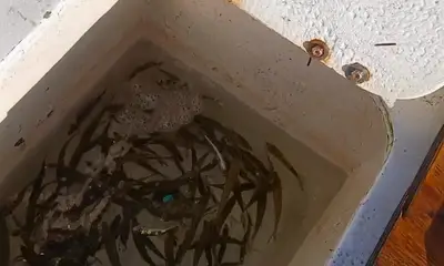 San Pedro Report Video 0