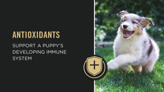 Purina Pro Plan High Protein Chicken & Rice Formula Large Breed Dry Puppy Food