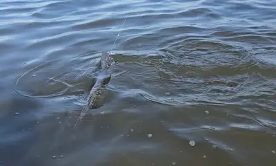 New Smyrna Beach Report Video 0