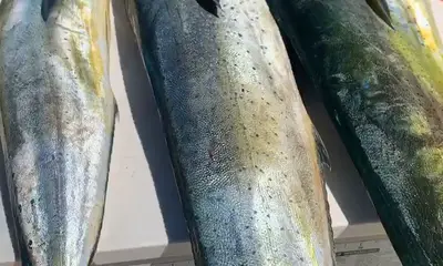 Fort Lauderdale Report Video 0