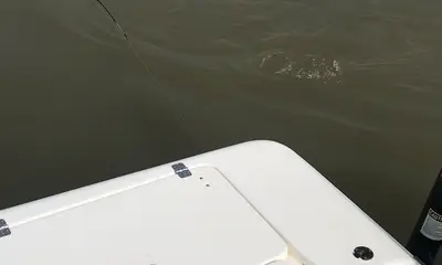 Venice Report Video 2