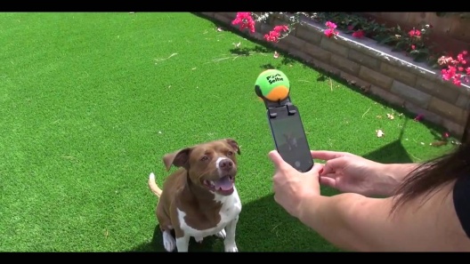 Play Video: Learn More About Pooch Selfie From Our Team of Experts