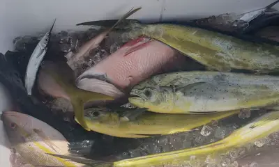 Miami Report Video 0