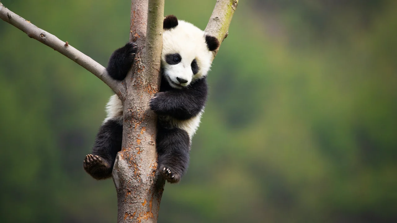 Experience China's Wild Side with Nat Hab, image size:1280x720