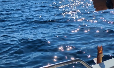 Very good fishing trip