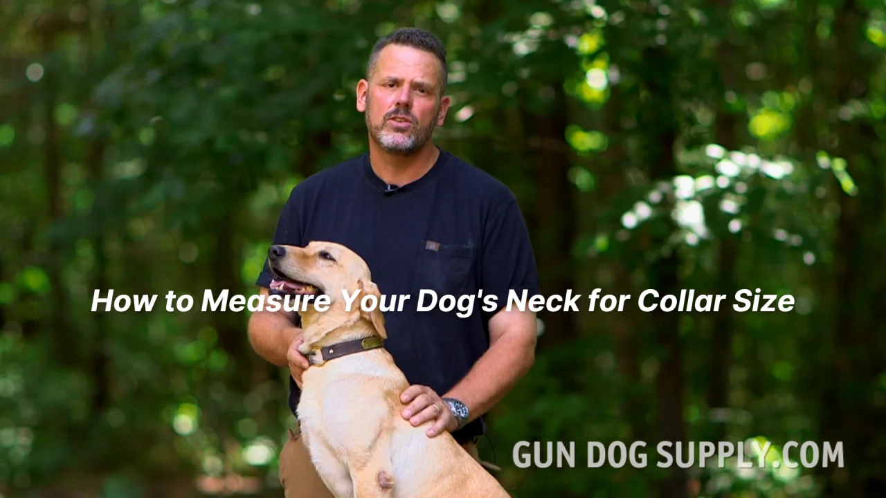 Neck dog collar best sale