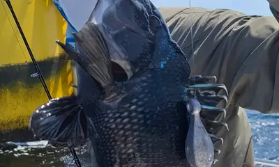 Virginia Beach Report Video 0