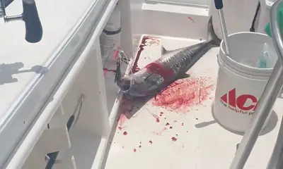 Caught tons of fish