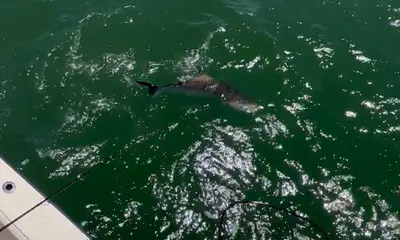 Gloucester Point Report Video 1