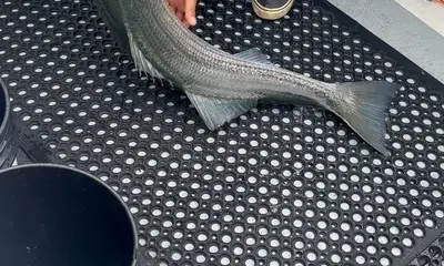 June fishing trip