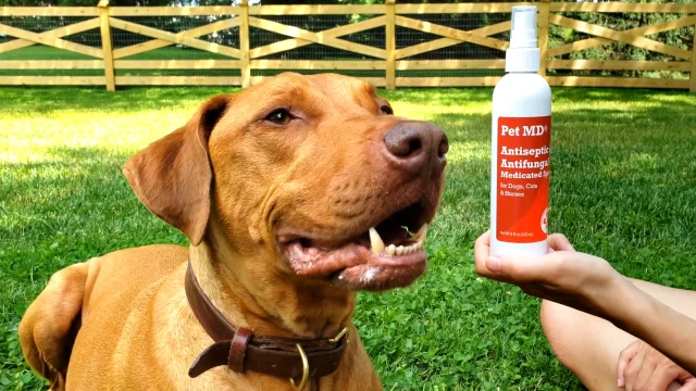 what antiseptic can i use on a dog