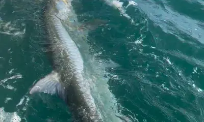 Bokeelia Report Video 0