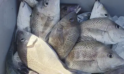 Capt Ryan was awesome 