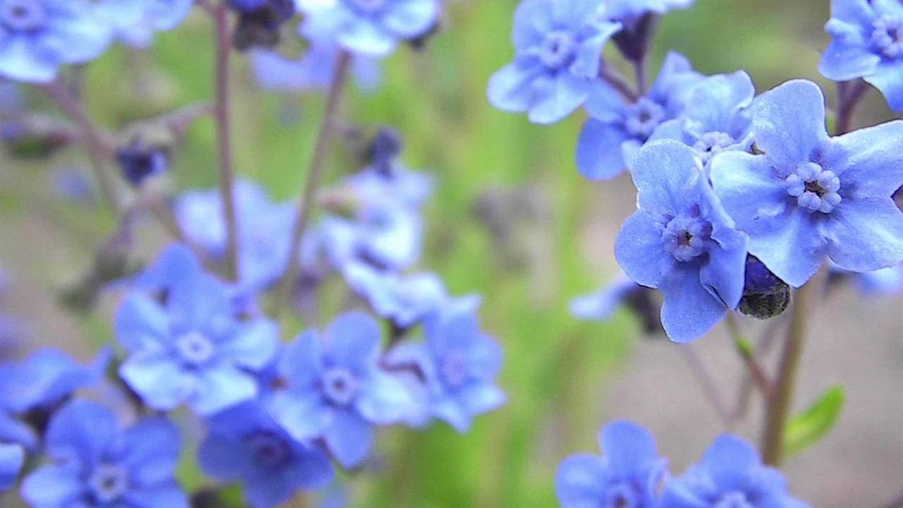 Glitter - Blue – Wildflowers