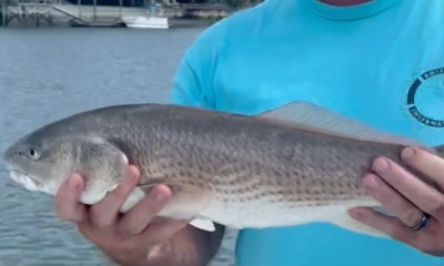 Murrells Inlet Report Video 0