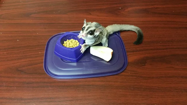 Sugar glider clearance dining room