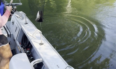 Catch Multiple Species of Fish!