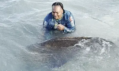 Goliath Grouper - Full Grown