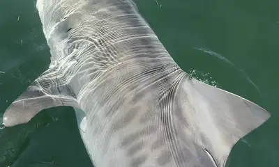 New years fishing report! 