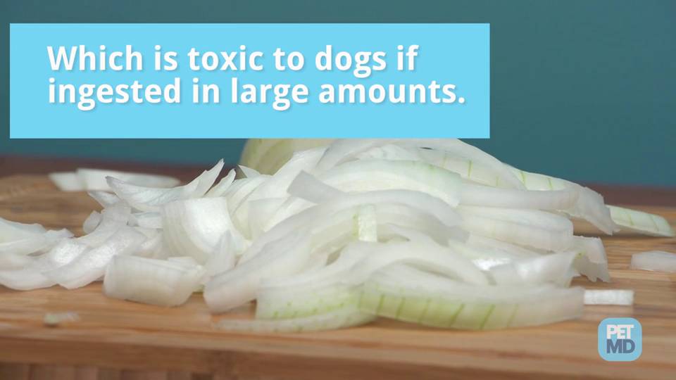 are onions harmful to dogs