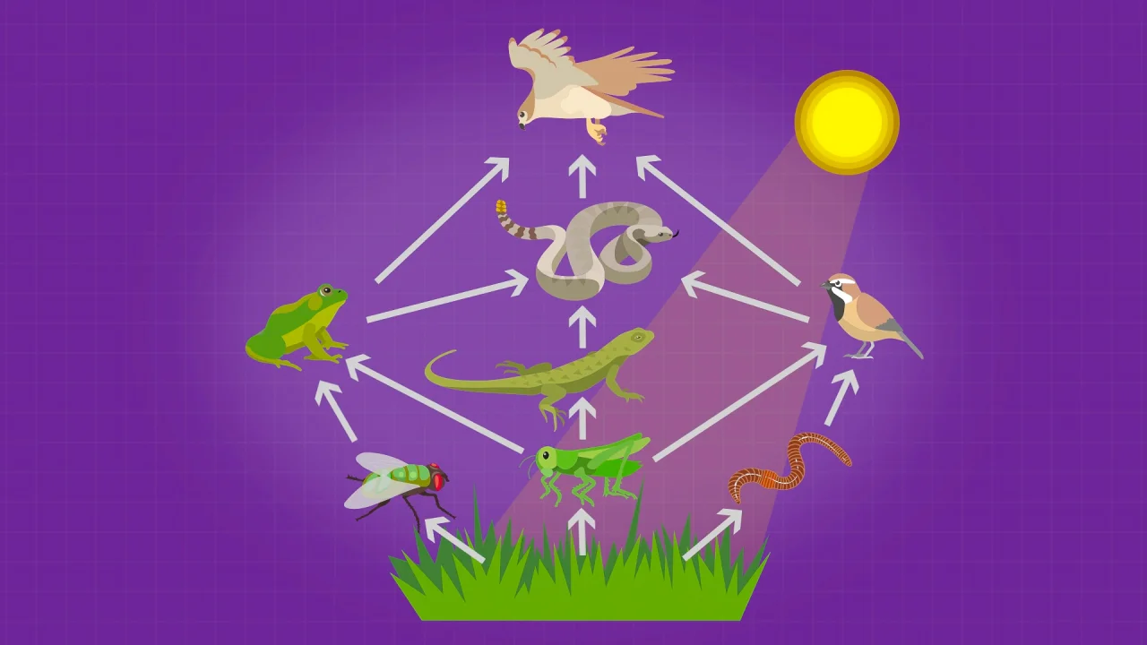 examples of ecosystems for kids