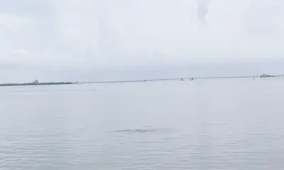 Dolphins and Sandbars!!