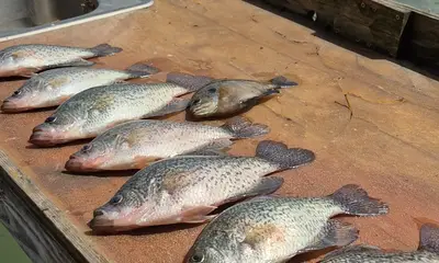 Willis Verslag Video 0