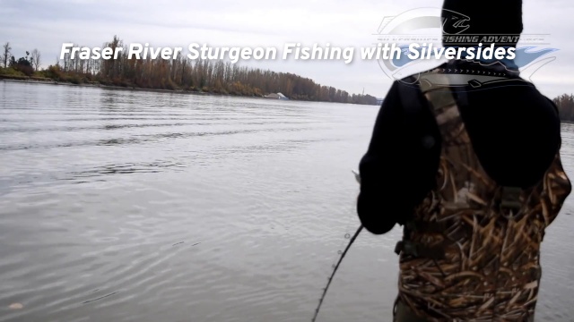 BC Sturgeon Fishing Charters & Holiday Packages Fraser River Canada