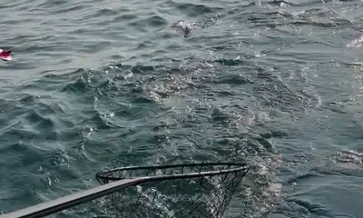 Mowing Walleye
