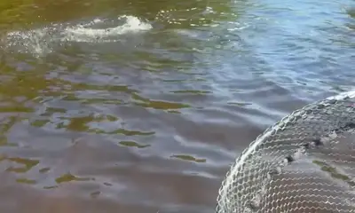 Punta Gorda Report Video 2
