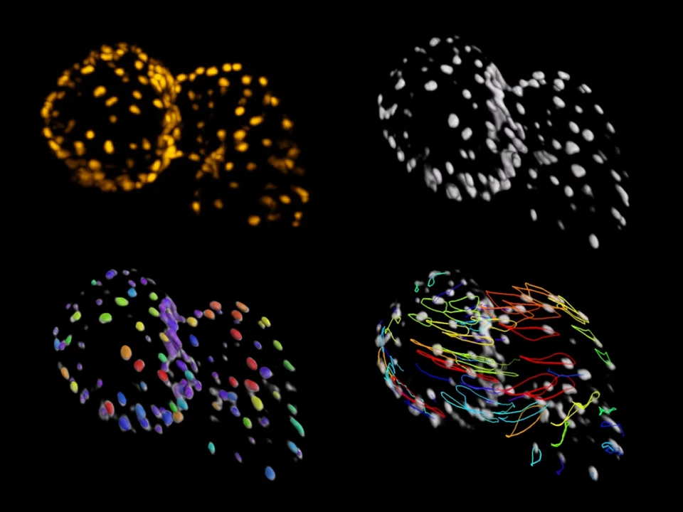 Lightfield 4D: Instant volumetric imaging of a beating embryonic zebrafish heart