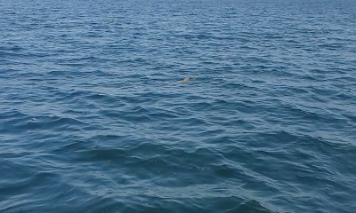 Is that a shark!!! No its a muskie