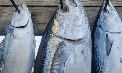 Destin Report Video 2