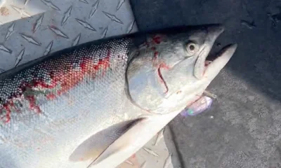 Portland Report Video 0