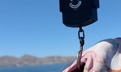 Bahía de los Ángeles Report Video 2
