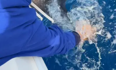 Tavernier Report Video 3