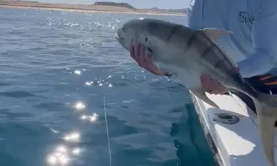 Cabo San Lucas Report Video 1