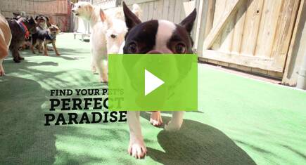 Furlocity Video Static Image