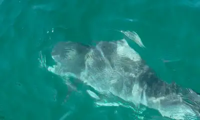 Pensacola Report Video 0