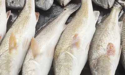 Lake Charles Видео отчет 0