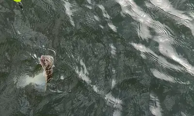 Savannah Report Video 0