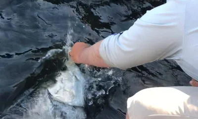 Crystal River Report Video 0