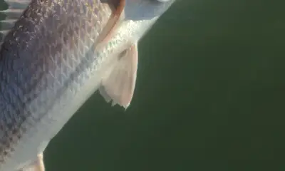 Port O'Connor Report Video 1
