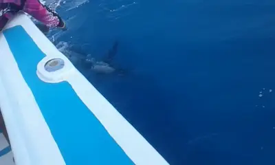 Manzanillo Report Video 0