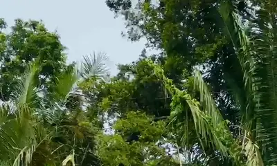 Rapport vidéo Belize 0