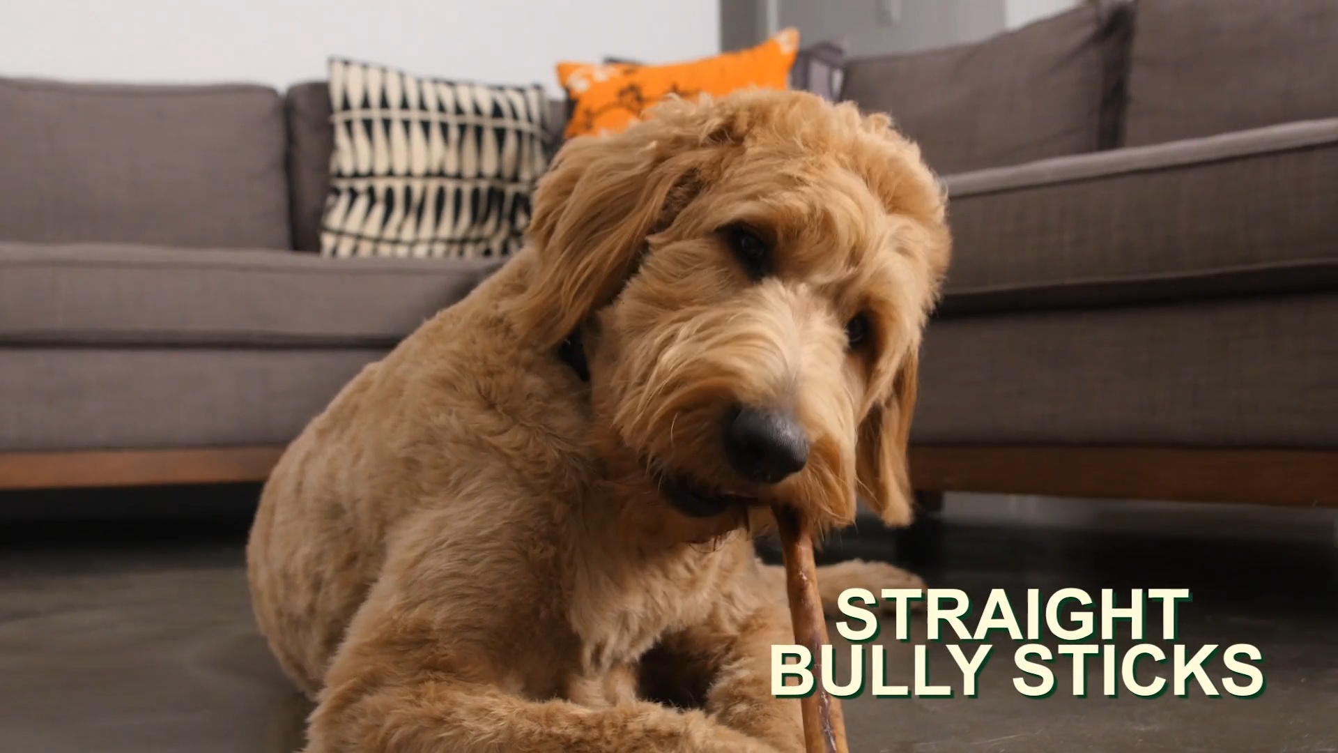 Pawstruck monster 2025 braided bully stick